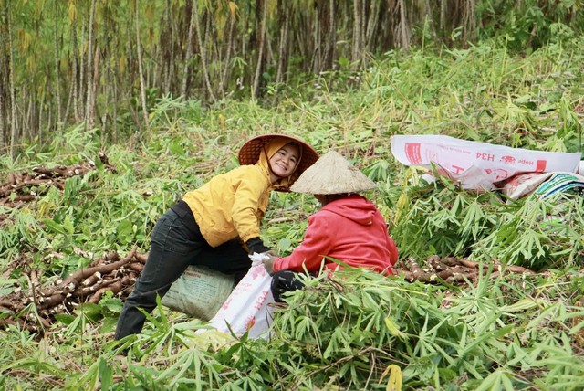 Mường Lát rộn ràng mùa sắn vàng- Ảnh 1.