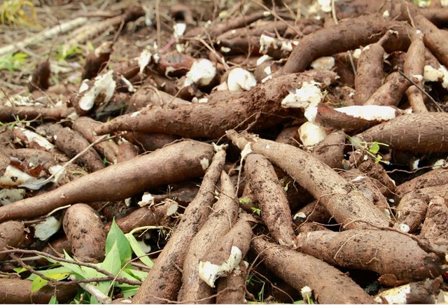 Mường Lát rộn ràng mùa sắn vàng- Ảnh 4.