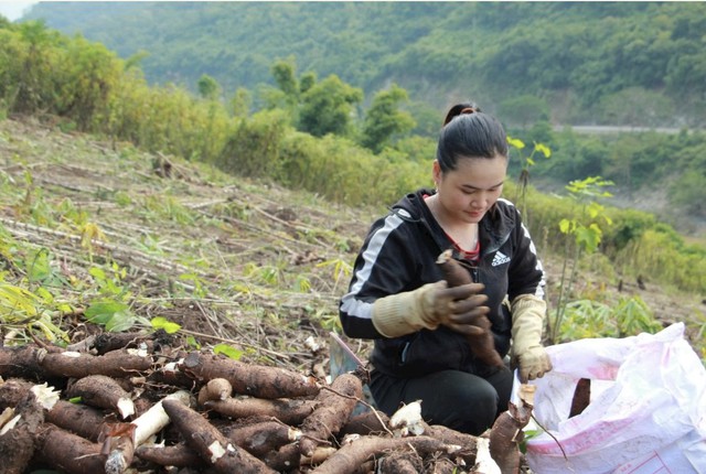 Mường Lát rộn ràng mùa sắn vàng- Ảnh 2.