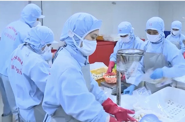 Xuất khẩu thủy sản Thanh Hóa - Một năm với nhiều khởi sắc- Ảnh 1. Xuất khẩu thủy sản Thanh Hóa - Một năm với nhiều khởi sắc- Ảnh 1.