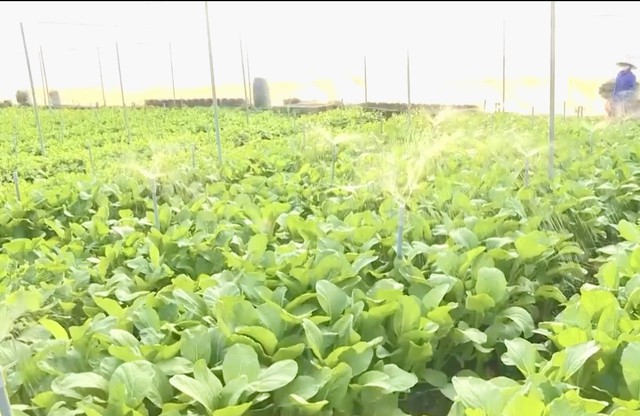 Doanh nghiệp Thanh Hóa dồn lực bảo đảm nguồn cung dịp Tết Bính Ngọ- Ảnh 1.