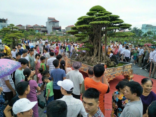 HTX Cây cảnh Bách Thuận: "Ươm xanh" diện mạo nông thôn- Ảnh 5.