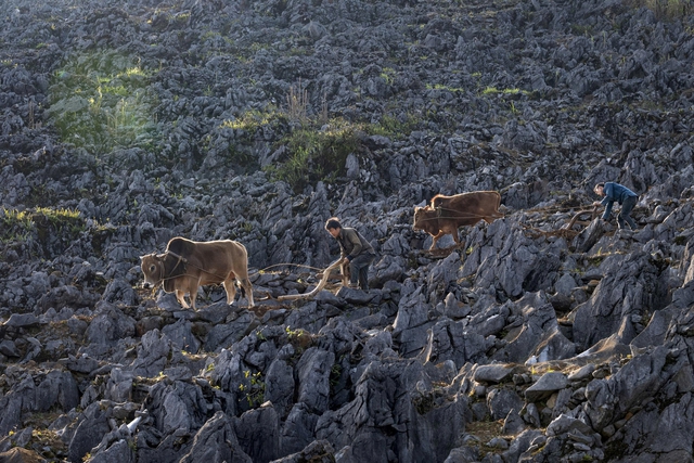 Cao nguyên đá Đồng Văn được vinh danh “Điểm đến văn hóa hàng đầu thế giới năm 2025”- Ảnh 3. Cao nguyên đá Đồng Văn được vinh danh “Điểm đến văn hóa hàng đầu thế giới năm 2025”- Ảnh 3.