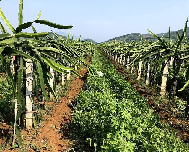 Thanh Hóa: Đẩy mạnh xây dựng mã số vùng trồng nâng cao giá trị nông sản- Ảnh 1.