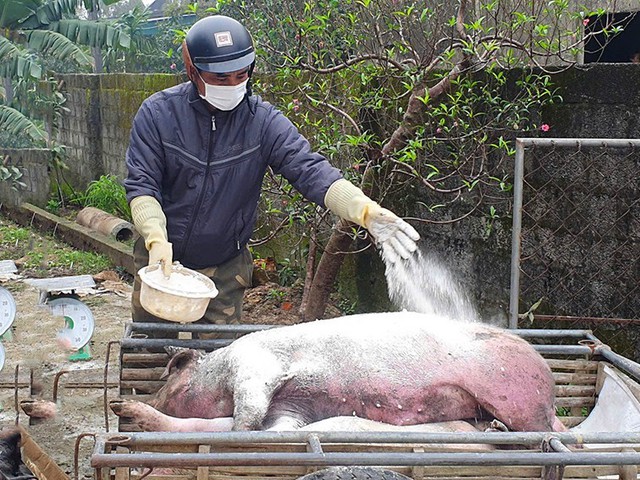 Hà Tĩnh: Khẩn cấp phòng, chống bệnh dịch tả lợn Châu Phi tránh lan rộng- Ảnh 2.