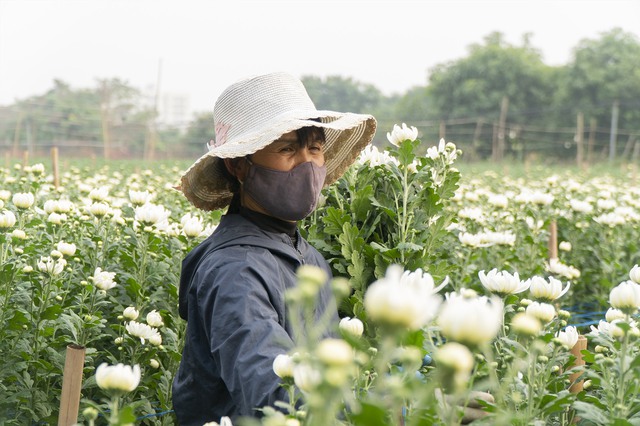 Hà Nội: Cho phép 36 loại cây trồng lâu năm được chuyển đổi trên đất trồng lúa- Ảnh 1.