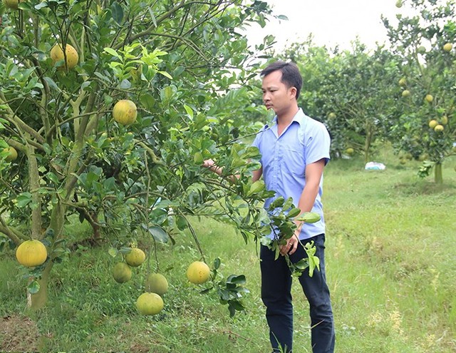 Thanh Hóa đẩy mạnh phát triển mô hình nông nghiệp hữu cơ, tuần hoàn- Ảnh 3.