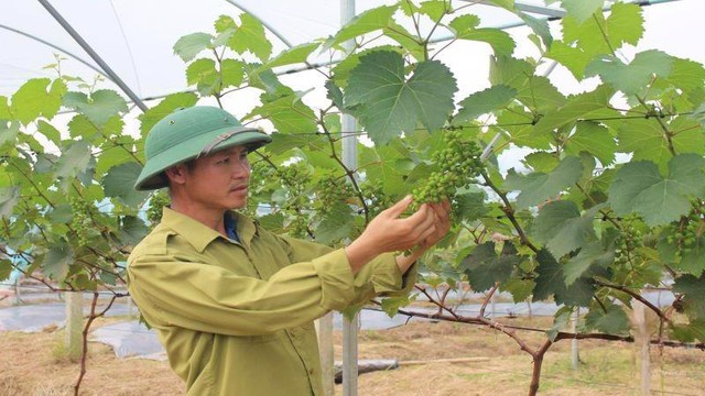 Thanh Hóa tập trung phát triển sản xuất nông nghiệp xanh- Ảnh 1. Thanh Hóa tập trung phát triển sản xuất nông nghiệp xanh- Ảnh 1.
