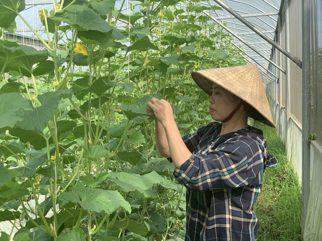 Thanh Hóa tập trung phát triển sản xuất nông nghiệp xanh- Ảnh 2. Thanh Hóa tập trung phát triển sản xuất nông nghiệp xanh- Ảnh 2.
