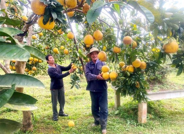 Thanh Hóa tập trung phát triển sản xuất nông nghiệp xanh- Ảnh 3. Thanh Hóa tập trung phát triển sản xuất nông nghiệp xanh- Ảnh 3.