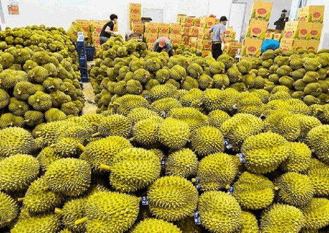 Nửa đầu tháng 4, kim ngạch xuất khẩu rau quả giảm 15,4%- Ảnh 1. Nửa đầu tháng 4, kim ngạch xuất khẩu rau quả giảm 15,4%- Ảnh 1.