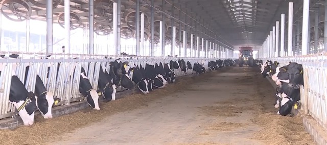 Thanh Hóa: Đầu tư 17.645 tỷ đồng vào chăn nuôi công nghệ cao- Ảnh 2. Thanh Hóa: Đầu tư 17.645 tỷ đồng vào chăn nuôi công nghệ cao- Ảnh 2.