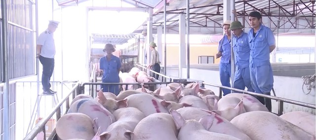 Thanh Hóa: Đầu tư 17.645 tỷ đồng vào chăn nuôi công nghệ cao- Ảnh 3. Thanh Hóa: Đầu tư 17.645 tỷ đồng vào chăn nuôi công nghệ cao- Ảnh 3.
