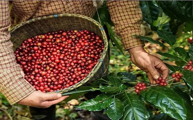Ngành cà phê hướng tới xuất khẩu 1,8 triệu tấn- Ảnh 1. Ngành cà phê hướng tới xuất khẩu 1,8 triệu tấn- Ảnh 1.