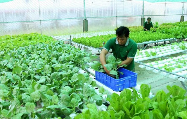 Còn nhiều dư địa phát triển nông nghiệp hữu cơ- Ảnh 1. Còn nhiều dư địa phát triển nông nghiệp hữu cơ- Ảnh 1.