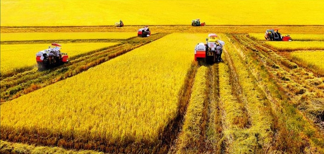 Lô hàng gạo phát thải thấp đầu tiên sẽ được xuất vào thị trường Nhật Bản- Ảnh 1. Lô hàng gạo phát thải thấp đầu tiên sẽ được xuất vào thị trường Nhật Bản- Ảnh 1.