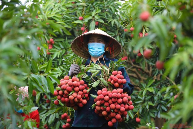 Bắc Giang: Tạo điều kiện thuận lợi nhất để xúc tiến tiêu thụ vải thiều
- Ảnh 3.