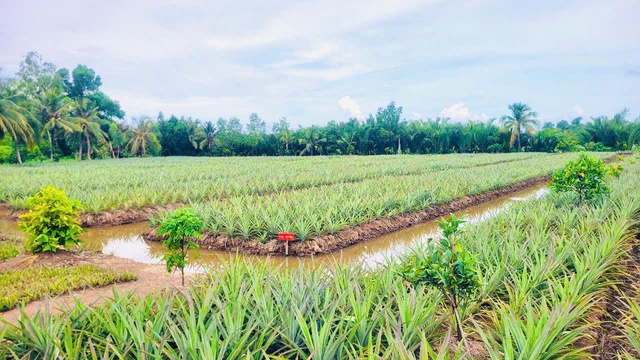 Hậu Giang: Ra mắt mô hình du lịch cộng đồng vùng khóm Cầu Đúc- Ảnh 2. Hậu Giang: Ra mắt mô hình du lịch cộng đồng vùng khóm Cầu Đúc- Ảnh 2.