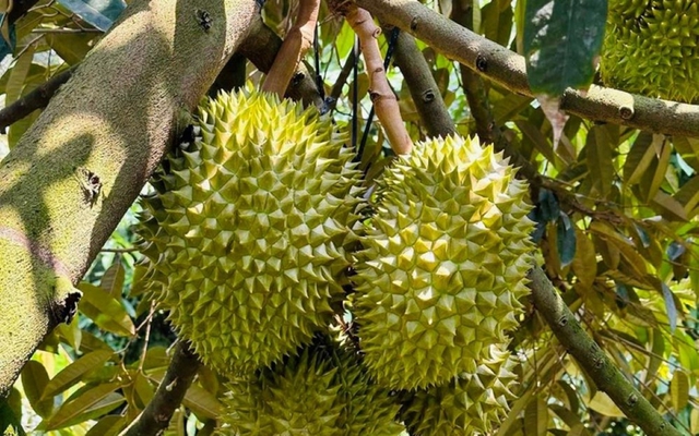 Việt Nam và Trung Quốc thống nhất tháo gỡ vướng mắc xuất khẩu sầu riêng- Ảnh 1. Việt Nam và Trung Quốc thống nhất tháo gỡ vướng mắc xuất khẩu sầu riêng- Ảnh 1.
