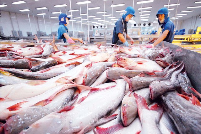 Cá tra Việt Nam mở rộng sang thị trường ngách giàu tiềm năng- Ảnh 1. Cá tra Việt Nam mở rộng sang thị trường ngách giàu tiềm năng- Ảnh 1.