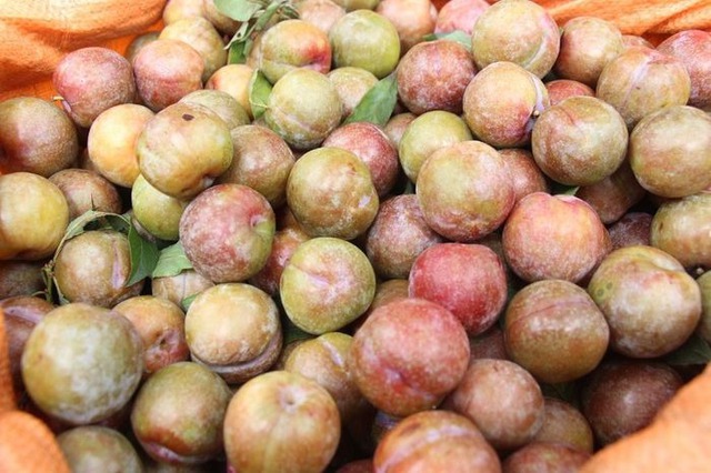 Mận đang bán đầy chợ, nhìn vào chỗ này biết ngay quả nào đắng chát, đọc rồi nhắc người thân của bạn nhé!- Ảnh 1. Mận đang bán đầy chợ, nhìn vào chỗ này biết ngay quả nào đắng chát, đọc rồi nhắc người thân của bạn nhé!- Ảnh 1.