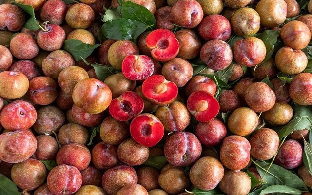 Mận đang bán đầy chợ, nhìn vào chỗ này biết ngay quả nào đắng chát, đọc rồi nhắc người thân của bạn nhé!- Ảnh 2. Mận đang bán đầy chợ, nhìn vào chỗ này biết ngay quả nào đắng chát, đọc rồi nhắc người thân của bạn nhé!- Ảnh 2.