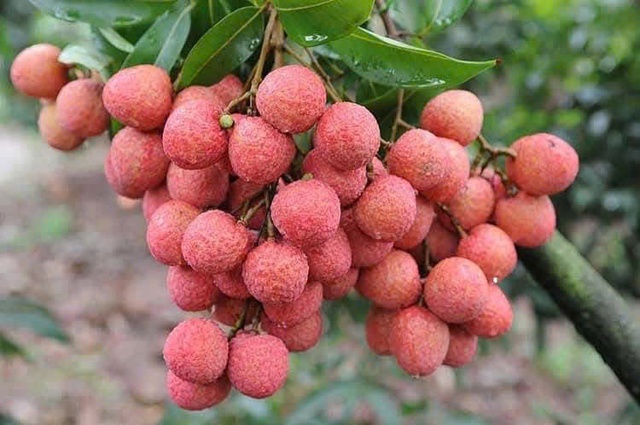 Vải thiều Bắc Giang: Những tín hiệu tích cực từ thị trường nội địa và xuất khẩu- Ảnh 2.