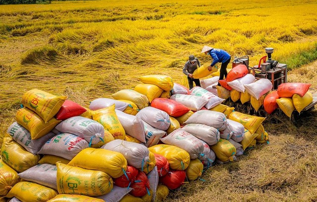 Gạo Việt đang có sức cạnh tranh so với gạo Thái Lan- Ảnh 1. Gạo Việt đang có sức cạnh tranh so với gạo Thái Lan- Ảnh 1.