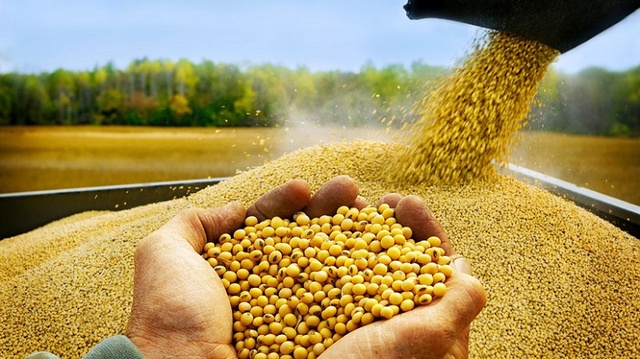 Việt Nam là thị trường lớn thứ 3 nhập khẩu đậu nành của Hoa Kỳ tại Đông Nam Á - Ảnh 1. Việt Nam là thị trường lớn thứ 3 nhập khẩu đậu nành của Hoa Kỳ tại Đông Nam Á - Ảnh 1.