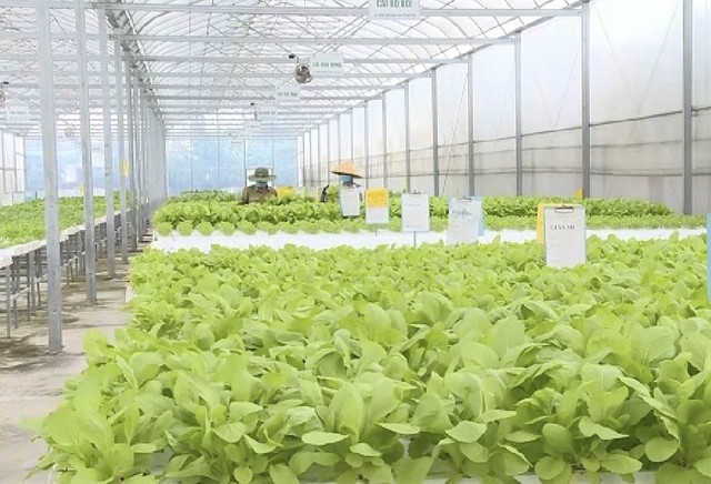 Thanh Hóa: Nông nghiệp công nghệ cao - hướng đi trọng tâm của tỉnh- Ảnh 1. Thanh Hóa: Nông nghiệp công nghệ cao - hướng đi trọng tâm của tỉnh- Ảnh 1.
