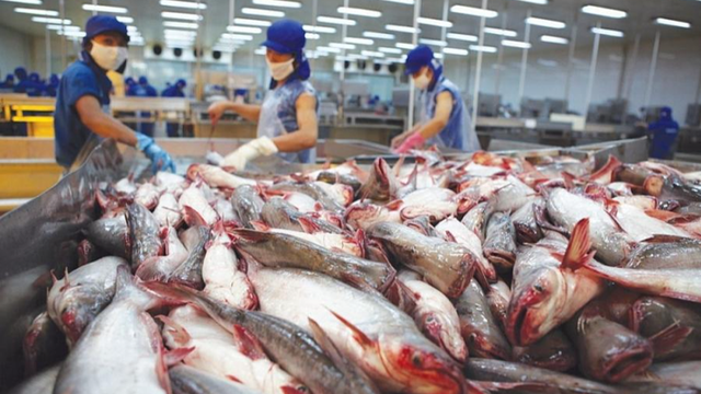 7 doanh nghiệp Việt xuất khẩu cá tra được Mỹ miễn thuế trong kỳ rà soát mới nhất- Ảnh 1. 7 doanh nghiệp Việt xuất khẩu cá tra được Mỹ miễn thuế trong kỳ rà soát mới nhất- Ảnh 1.