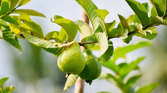 Việt Nam có loại lá chống rụng tóc, củng cố chân tóc cực tốt: Biết dùng còn khỏe tim mạch, tiêu hóa- Ảnh 1. Việt Nam có loại lá chống rụng tóc, củng cố chân tóc cực tốt: Biết dùng còn khỏe tim mạch, tiêu hóa- Ảnh 1.