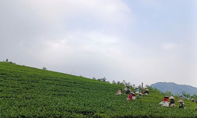 Thái Nguyên: Dấu ấn phát triển kinh tế hợp tác ở huyện Phú Lương- Ảnh 1. Thái Nguyên: Dấu ấn phát triển kinh tế hợp tác ở huyện Phú Lương- Ảnh 1.