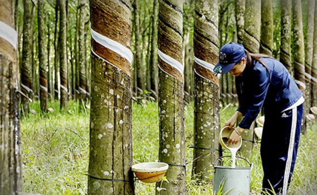Ngành cao su nắm bắt cơ hội, đẩy mạnh xuất khẩu- Ảnh 1.