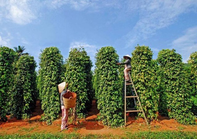 Hồ tiêu tiếp tục là điểm sáng của nông sản xuất khẩu- Ảnh 1. Hồ tiêu tiếp tục là điểm sáng của nông sản xuất khẩu- Ảnh 1.