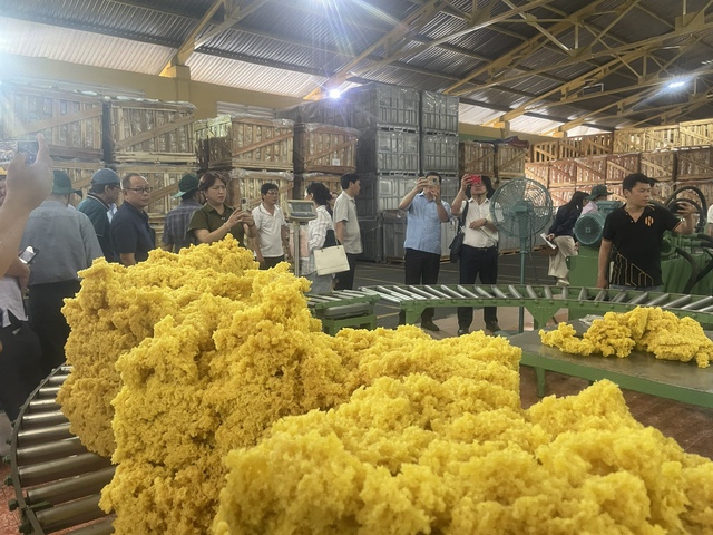 Huyền thoại cao su Đồng Nai: Dấu ấn 50 năm tự hào và trách nhiệm- Ảnh 3. Huyền thoại cao su Đồng Nai: Dấu ấn 50 năm tự hào và trách nhiệm- Ảnh 3.