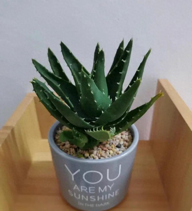 Người thông minh âm thầm nuôi 4 cây này trong nhà, chúng là "người hùng" bảo vệ sức khỏe- Ảnh 1.