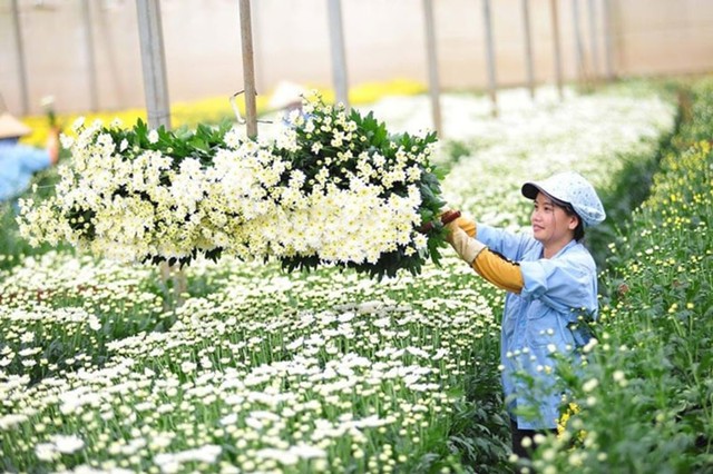 Xuất khẩu hoa và lá cây mang về hơn 43 triệu USD cho Việt Nam- Ảnh 1.