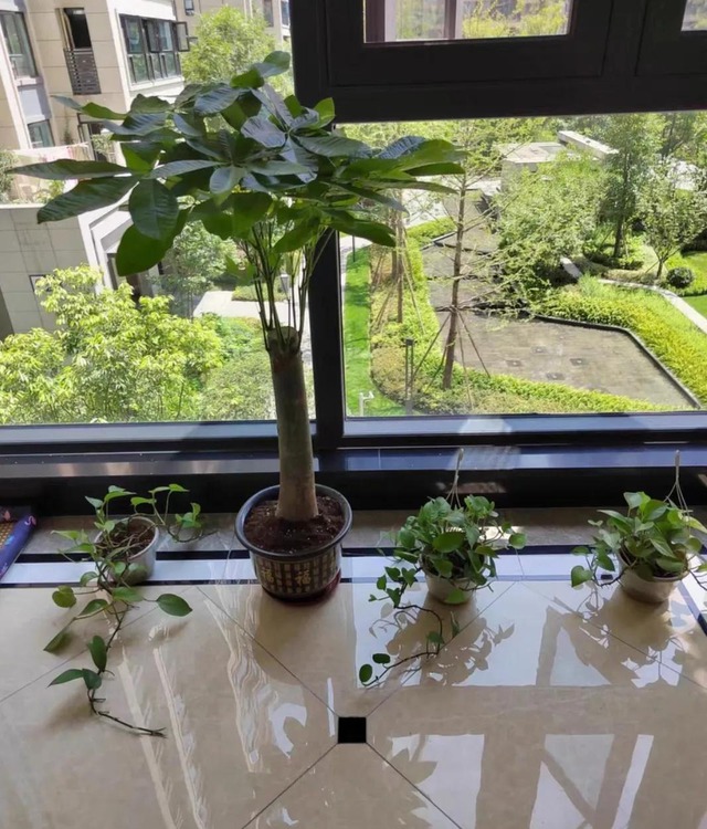 3 cây thích "nhấm" bia: Tưới một chút, lá xanh mướt, bóng như bôi mỡ- Ảnh 2.