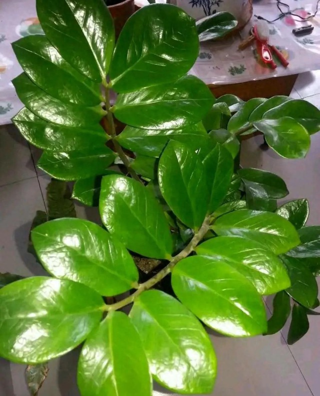 3 cây thích "nhấm" bia: Tưới một chút, lá xanh mướt, bóng như bôi mỡ- Ảnh 1.