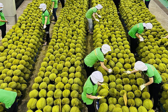 Xuất khẩu sầu riêng sôi động trở lại với kim ngạch 7 tháng ước đạt hơn 1 tỷ USD- Ảnh 1.