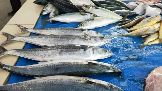 5 loại cá biển hoang dã, không thể nuôi nhân tạo, thịt rất ngon và bổ dưỡng, người dân vùng biển thường xuyên ăn!- Ảnh 1. 5 loại cá biển hoang dã, không thể nuôi nhân tạo, thịt rất ngon và bổ dưỡng, người dân vùng biển thường xuyên ăn!- Ảnh 1.