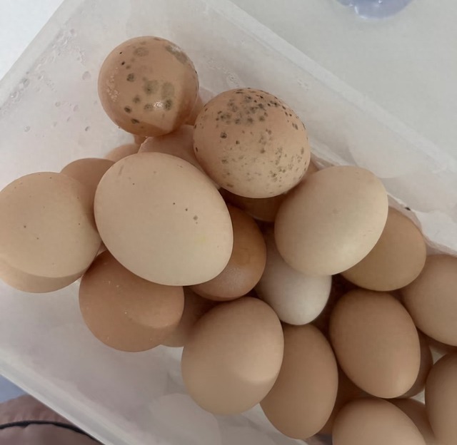 2 loại trứng gà nhiễm khuẩn - gặp là vứt ngay, 3 loại an toàn - cứ yên tâm dùng bữa!- Ảnh 1. 2 loại trứng gà nhiễm khuẩn - gặp là vứt ngay, 3 loại an toàn - cứ yên tâm dùng bữa!- Ảnh 1.