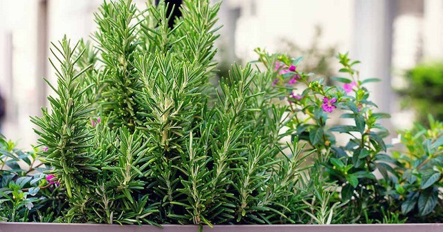 1 loại cây nhỏ bằng bàn tay nhưng sức mạnh như "máy hút vàng", lá tỏa mùi thơm, xua côn trùng, gọi may mắn về nhà- Ảnh 1.