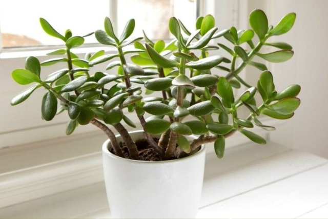 Không phải lưỡi hổ hay kim tiền, đây mới là cây “bảo vệ cửa ngõ”, xua tà giữ lộc, trồng 1 chậu như sở hữu 5 két vàng- Ảnh 3.