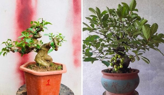 Ông bà trồng cây con cháu hưởng lợi: 1 cây bình dân nhưng “đắt giá” hơn lan hồ điệp, sống hàng chục năm, càng già càng sinh lộc- Ảnh 2.