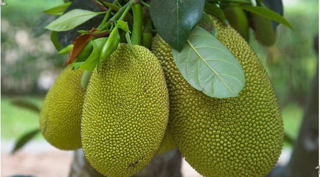 Loại cây lá rộng, quả vàng lúc lỉu, trồng 1 cây đủ nuôi cả nhà 3 thế hệ, cho bóng mát lại mang tiền cho chủ- Ảnh 1.