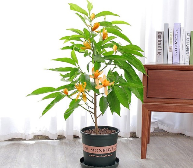 Lộc trời được ví "đắt hơn vàng", nở đẹp hơn huệ tây, giữ hương lâu nhất trong thế giới hoa cảnh- Ảnh 1.