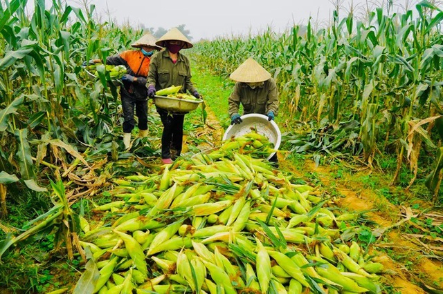 Đề xuất sửa đổi Thuế Giá trị gia tăng cho nguyên liệu và sản phẩm chăn nuôi- Ảnh 1. Đề xuất sửa đổi Thuế Giá trị gia tăng cho nguyên liệu và sản phẩm chăn nuôi- Ảnh 1.