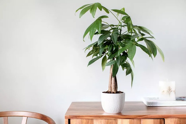 Ông bà dặn: Nhà có cây xanh, người có sức khỏe, con cháu làm ăn lãi lớn - 4 cây này xứng đáng được rước vào nhà- Ảnh 1. Ông bà dặn: Nhà có cây xanh, người có sức khỏe, con cháu làm ăn lãi lớn - 4 cây này xứng đáng được rước vào nhà- Ảnh 1.